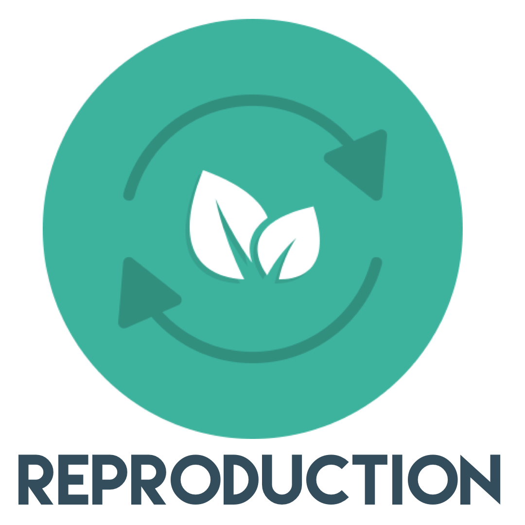 Reproduction